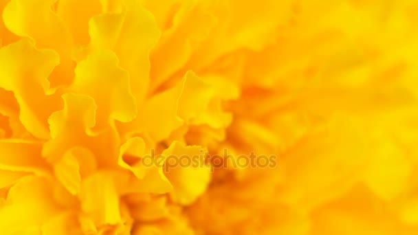Closeup Marigold Λουλούδι Για Χρησιμοποιηθούν Φόντο — Αρχείο Βίντεο