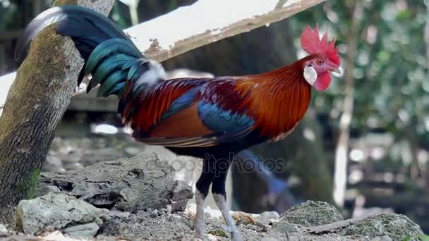 Coq Coloré Dans Jardin Portable — Video