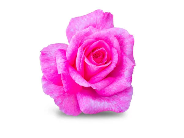 Roze Roos Geïsoleerd Een Witte Achtergrond Met Uitknippad — Stockfoto