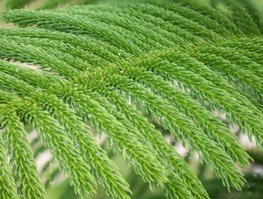 Yeşil aşçı çam yaprağı, Araucaria columnaris kapatın