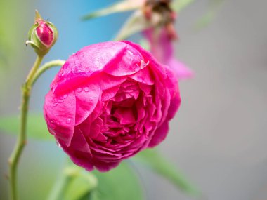 Çiçek açan ve pembe filizlenen Closeup bokeh yaprak arka plan ile yükseldi