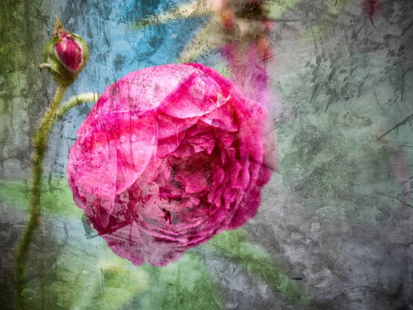 Pink rose mix with grunge background — Stock Photo, Image