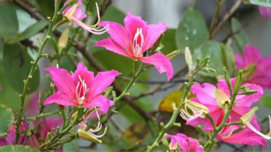 Closeup orkide ağaç çiçek ya da Hong Kong orkide ağaç, cins Bauhinia baklagil ağacı