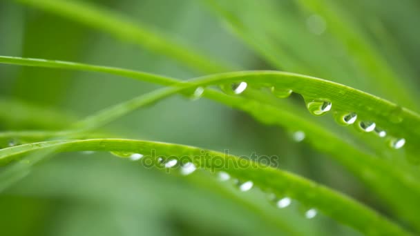 Primo Piano Goccia Acqua Pioggia Foglia Verde — Video Stock