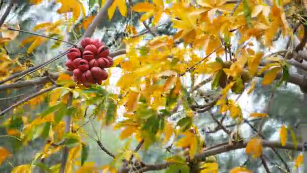 Sterculia Foetida Een Zachte Beboste Boom Winderige Dag — Stockvideo