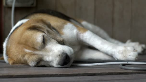 关闭小猎犬睡在木地板上 — 图库视频影像