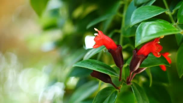 Ruj Asma Çiçek Yeşil Yaprak Bokeh Arka Plana Sahip — Stok video