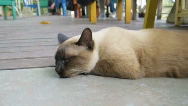 Closeup Portrait Sleeping Cat Colorful Background — Stock Video