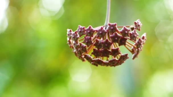 Closeup Hoya Λουλούδι Φόντο Πράσινο Bokeh — Αρχείο Βίντεο