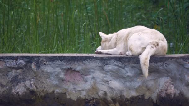 Beyaz köpek dinlenme üzerinde nehir banka — Stok video