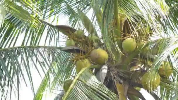 Kokosnoot Vrucht Aan Boom Wiegende Door Wind Waait — Stockvideo