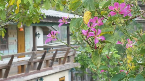 Lila Orchideenbaum Blume Fallenden Regen Mit Vintage Haus Hintergrund — Stockvideo