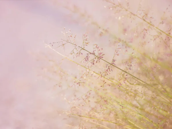 Close up grass flower