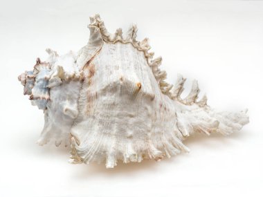 Closeup seashell beyaz