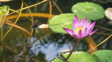 Küçük turuncu balık Suyu kavanoza mor lotus