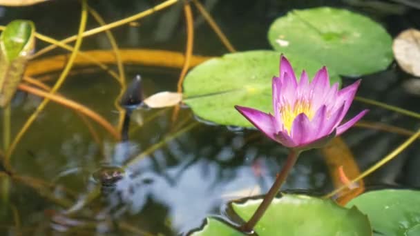 Purple Lotus Med Tiny Orange Fisk Vatten Burk — Stockvideo