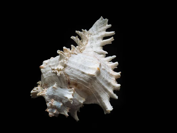 Närbild seashell på svart — Stockfoto