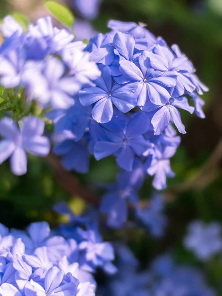 Closeup cape leadwort flower — Stock Photo, Image
