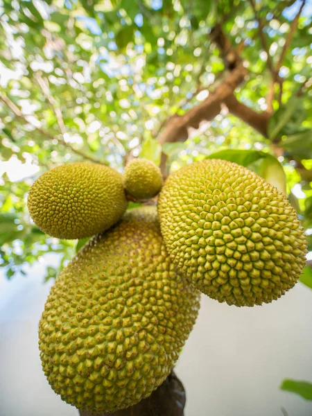 Gros fruits du jacquier sur l'arbre — Photo