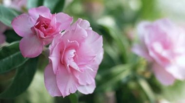 Tatlı pembe çöl gül çiçek 