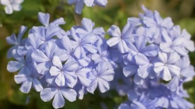 Closeup cape leadwort çiçek bokeh yeşil yaprak ile