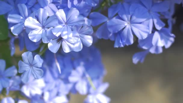 Closeup Cape Leadwort Flower Bokeh Green Leaves — Stock Video