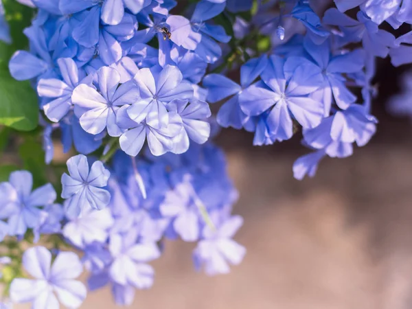 Closeup Kaap leadwort bloem — Stockfoto