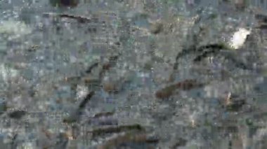 Gıda insan dan besleyen yakalamak çizgili yayın balığı balık