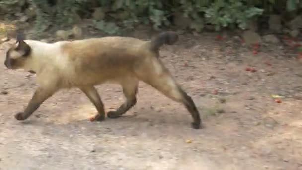 Korat Kočka Chodit Zem Pod Sluncem Odpoledních Hodinách — Stock video