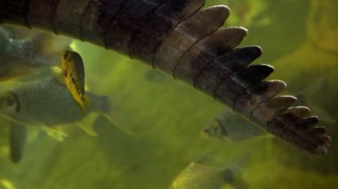 Closeup timsah kuyruk çevresinde Yüzme balık ile
