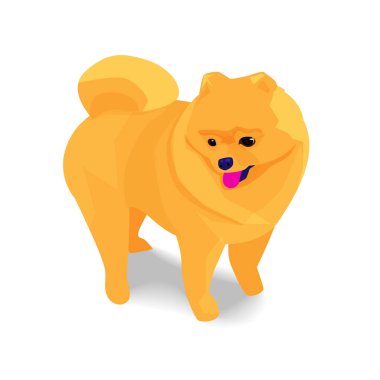 Çok güzel turuncu pomeranian köpek gölge ile 