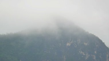 Millettia brandisiana Kurz Çiçeği, Mor çiçek yazın açan arılar polenlerin nektarını bulmak için uçuyor. 
