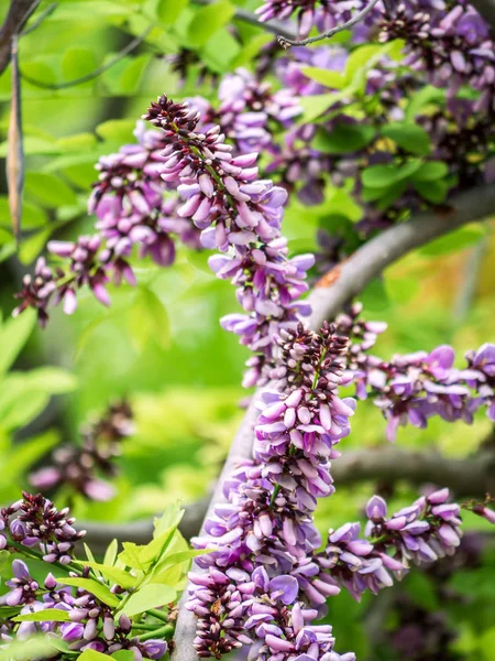 Millettia Brandisiana Kurz Bloem — Stockfoto