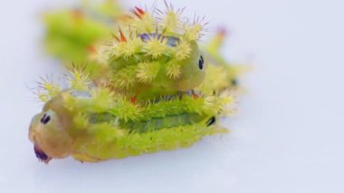 Yakın plan Lepidoptera, Zehirli Tırtıllar, beyaz arka planda sürünüyorlar..