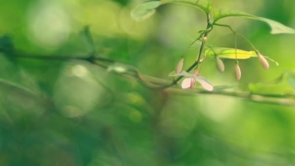 Foco suave de folha verde e flor de Wrightia religiosa — Vídeo de Stock