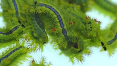 Yakın plan Lepidoptera, Zehirli Tırtıllar, beyaz arka planda sürünüyorlar..