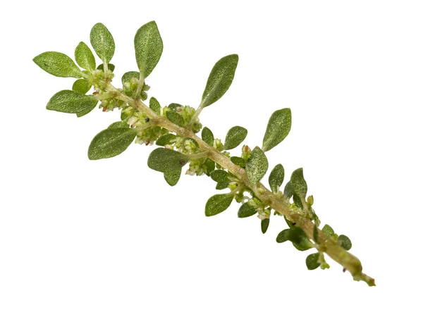 Close-up Pilea microphylla, artillerie, kruitfabriek. — Stockfoto