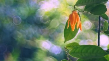 Soft focus of green leaf and flower of climbing ylang-ylang with bokeh from defocus background.
