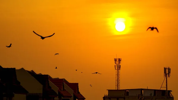 Sunset over antenna on building rooftop with flying bird . — Stock Photo, Image