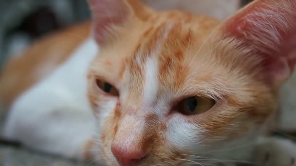 Closeup Adorable Ginger Cat Face Lying Floor — Stock Video