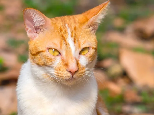 Closeup adorable ginger cat portrait. — Stockfoto