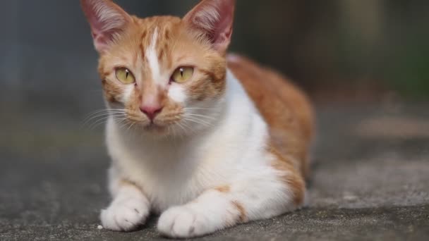 Closeup Adorable Ginger Cat Lying Ground — Stock Video