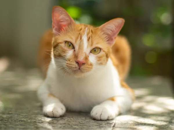Närbild Bedårande Ingefära Katt Liggande Golvet Med Grön Bokeh Bakgrund — Stockfoto