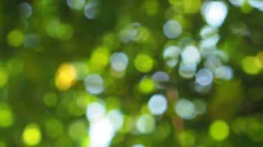 Yeşil yaprak ve ışığın çözünmesiyle Bokeh.