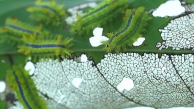 Yakından Lepidoptera siparişi, Zehirli Tırtıllar, emeklemek ve yeşil yaprak yemek