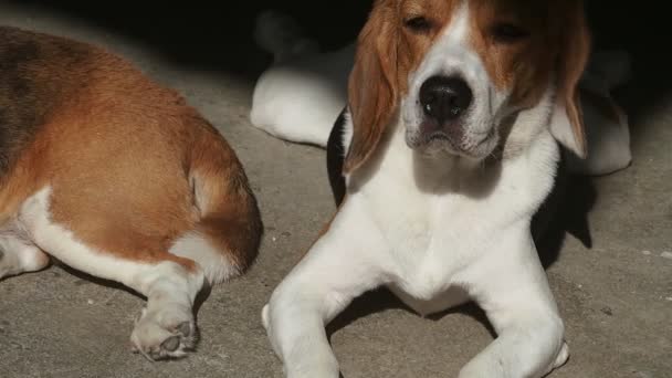 Closeup adorable beagle dog sleeping on floor under sunlight.
