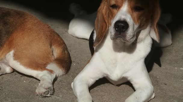 Närbild Bedårande Beagle Hund Sover Golvet Solljus — Stockvideo