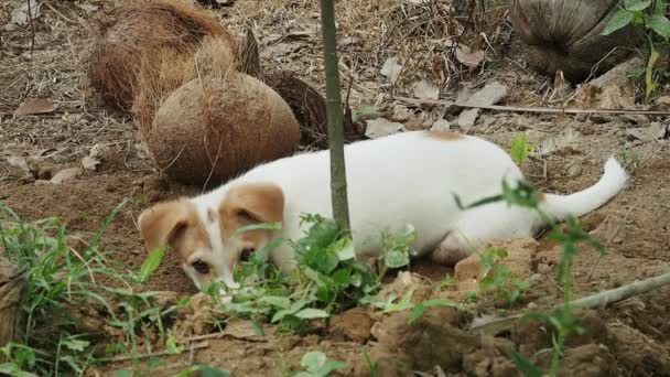 庭で地面で遊ぶ小さな遊び心のある犬 — ストック動画