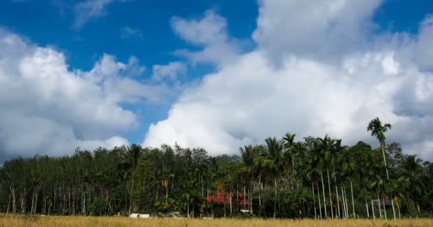 Timelapse Nuage Passant Avec Ciel Bleu Vif Sur Rangée Arbres — Video