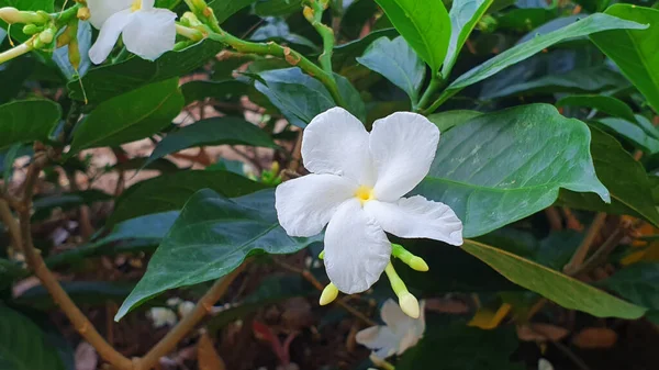 Malý Jasmín Květ Přes Zelené Listy Pozadí Zahradě — Stock fotografie